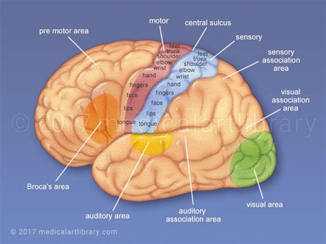 Cerebral Cortex - Functional Areas - Medical Art Library | Cerebral cortex, Motor cortex, Brain ...