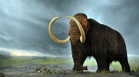 Searching for gold, miners discover a frozen baby mammoth | Technology News - The Indian Express