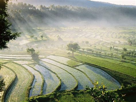 Rice Fields Bali Indonesia Wallpapers - Top Free Rice Fields Bali ...