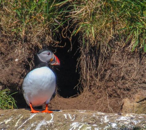 Cannundrums: Atlantic Puffin - Iceland