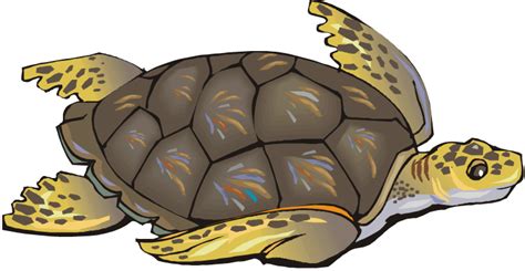 Turtle clip art 3 - Clipartix