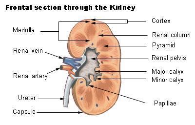 List the components of the urinary tract from the renal pelvis outward ...