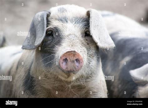 Are Pig Ears Bad For A Otterhound