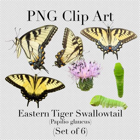 Tiger Swallowtail Butterfly Life Cycle