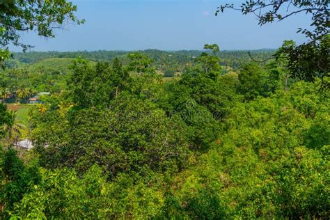 Mirissa Hills Cinnamon Plantation at Sri Lanka Stock Photo - Image of ...