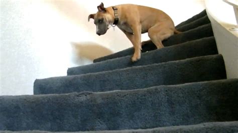 Dog sliding down stairs - YouTube