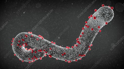 Marburg virus, illustration - Stock Image - F036/4986 - Science Photo ...