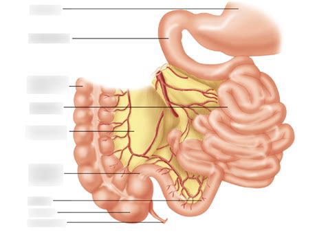 anatomy of the small intestine Diagram | Quizlet