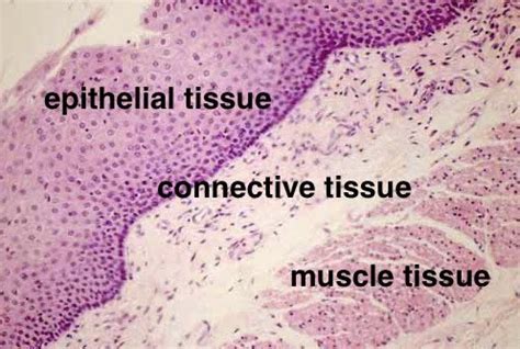 Epithelial Tissue Under Microscope