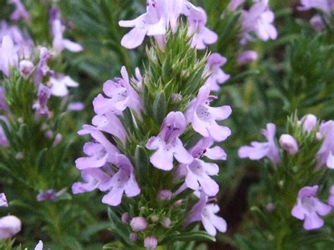 Summer savory. Satureja hortensis, Lamiaceae | Botânica