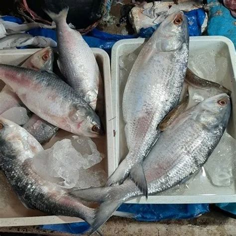 Fresh Ilish (Hilsa) Fish at Rs 600/kg | burdwan | Bardhaman | ID: 22544332762