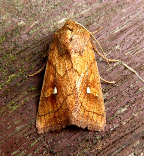 MERSEA WILDLIFE: SELECTION OF MOTHS