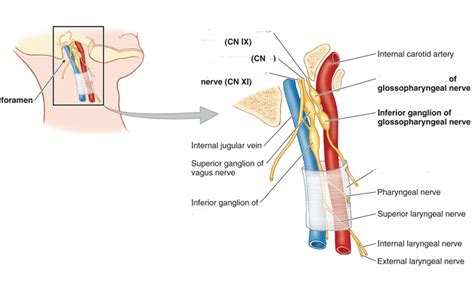 Jugular Foramen and Carotid Sheath Diagram | Quizlet