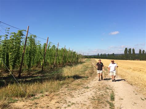 Hogs Back prepares for fourth and final harvest on current site | The British Guild of Beer Writers