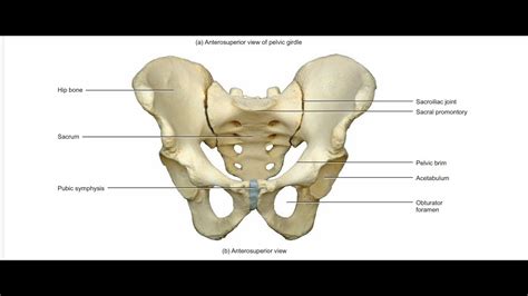 TRUE AND FALSE PELVIS - YouTube