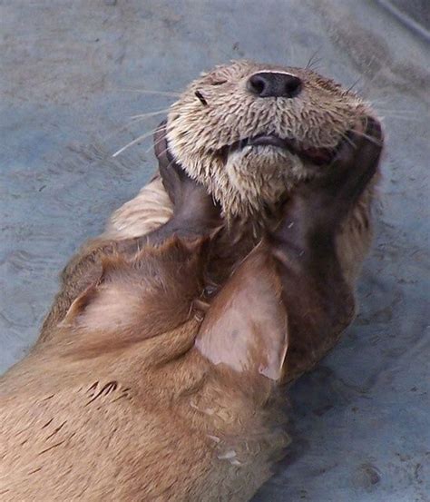 “See me smile!” Sea otter clasping its cheeks in its paws. Adorable ...