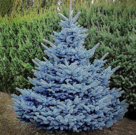 Baby Blue Spruce | Semi-Dwarf Evergreen Tree — PlantingTree