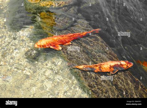 KOI Carp or nishikigoi. Colored varieties of Amur carp (Cyprinus rubrofuscus, Cyprinus carpio ...