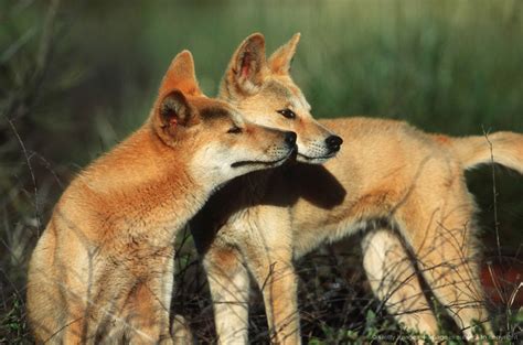 Two dingoes, Canis familiaris dingo. Introduced to Australia about 3000 years ago. Australia ...