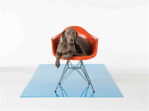 William Wegman Art - 48 For Sale at 1stdibs