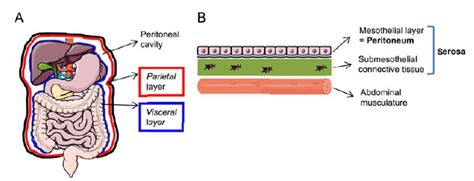 Visceral Peritoneum Histology