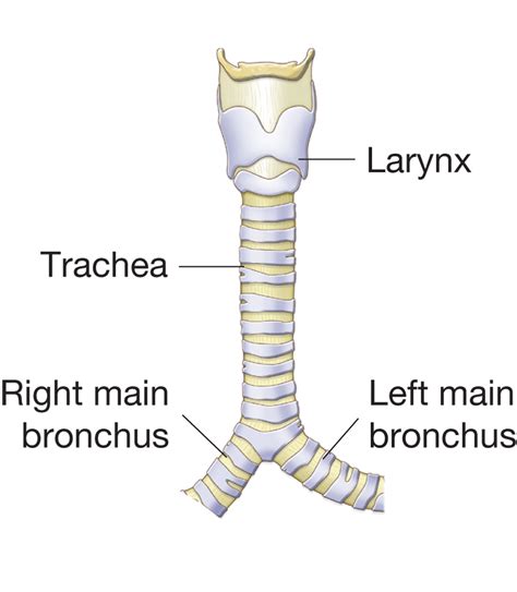 Image Gallery trachea structure