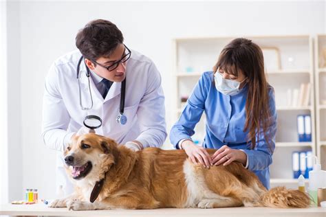 Treating canine scabies - Veterinary Practice