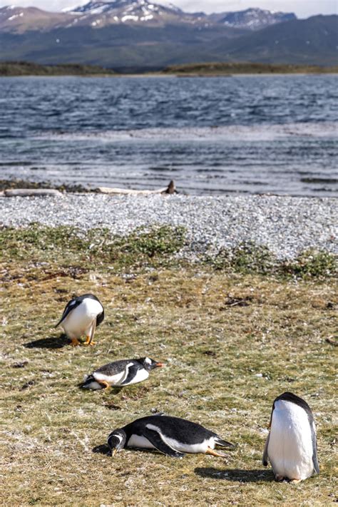 Walk with Penguins in Argentina | Keiko Lynn