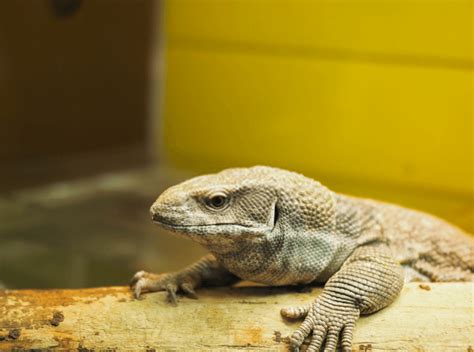 Iguana Pets | Tips & Tricks for Pets | Iguana - Reptile as a Pet How To