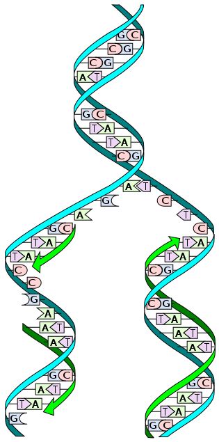 Replikasi Dna Dan Model-Model Replikasi Dna - Gudang Materi