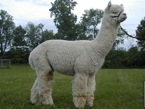 Llama is national animal of Bolivia. Camelid of scientific name Lama ...