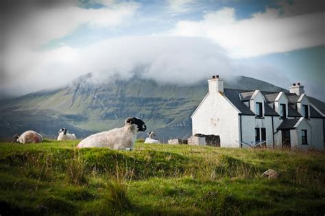 Premium Photo | Sheep grazing on a scottish farm in spring.