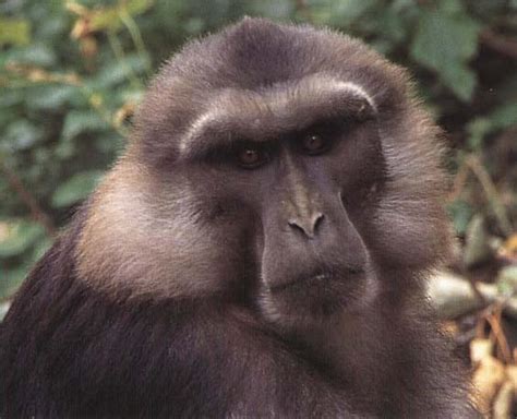 Tonkean macaque - Alchetron, The Free Social Encyclopedia