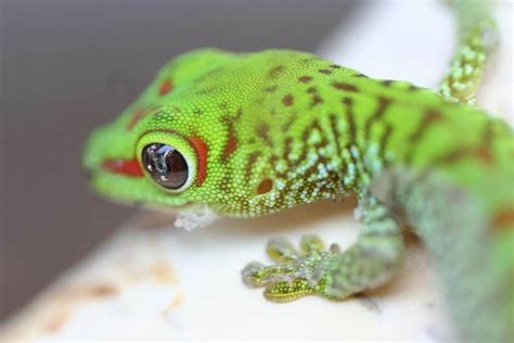 What Do Baby Geckos Eat? (Diet and Feeding Tips)