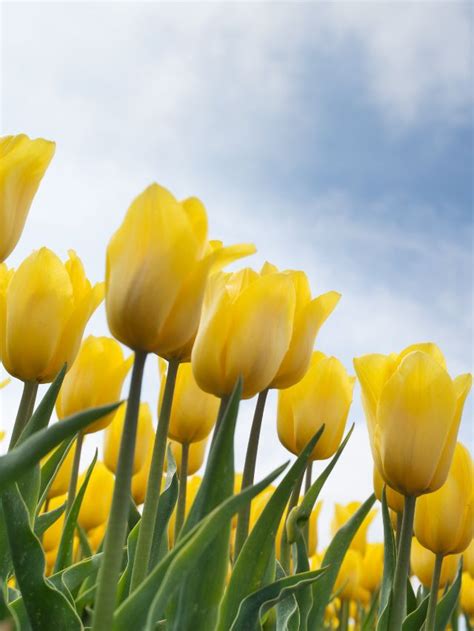 Symbolism of Tulips: Meaning & History Behind Flowers | Sarah Scoop