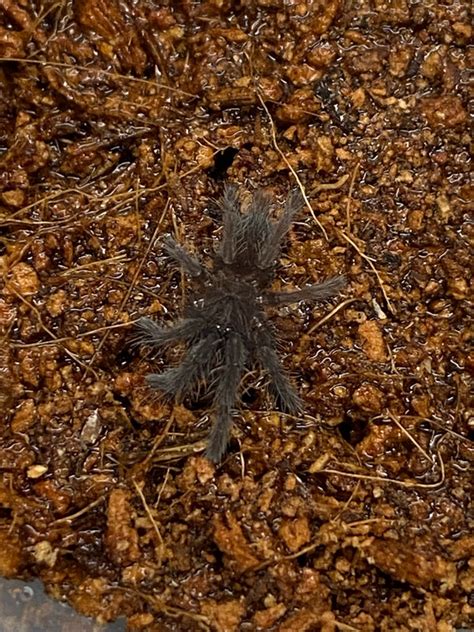 Chilobrachys fimbriatus (Indian Violet Tarantula)