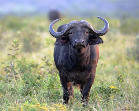 African Buffalo or Cape Buffalo (Syncerus caffer) | Septembe… | Flickr