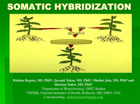 PPT - SOMATIC HYBRIDIZATION PowerPoint Presentation - ID:1270961