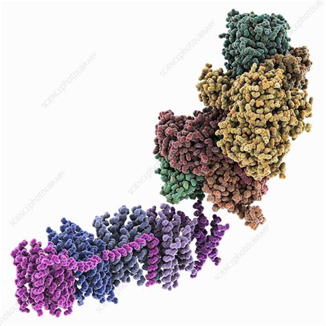 Oxidoreductase enzyme complex - Stock Image - C025/2282 - Science Photo Library