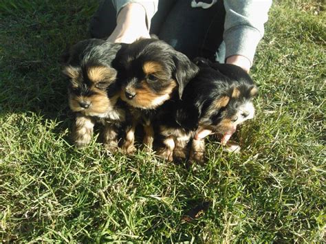 Corkie Puppies! | Corkie | Pinterest