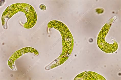 Euglena flagellate protozoan - Stock Image - C009/8159 - Science Photo ...