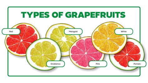 Types of Grapefruits: A Guide | The Table by Harry & David