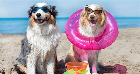 Can your dog join you for some summer beach fun? - Mira Mar Veterinary Hospital