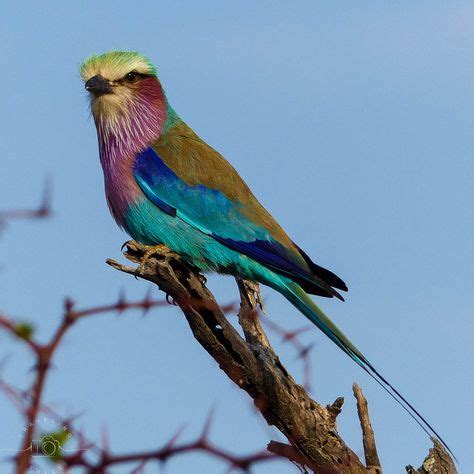 Birds of the African Savanna: how to birdwatch on safari in 2020 (With images) | Africa travel ...