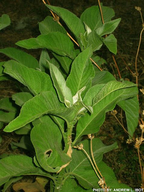 Ako si ANDREW IBOT!: Sambong - Halamang Gamot / Herbal Medicine