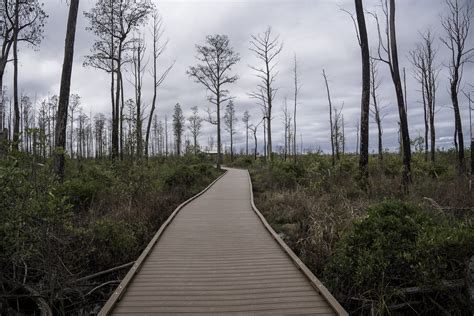 Boardwalk into the swamp in Okefenokee National Wildlife Refuge image ...