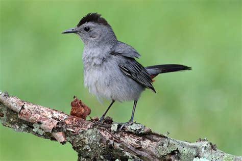 Top 25 Birds of Minnesota (with Pictures) – Camping Fun Zone