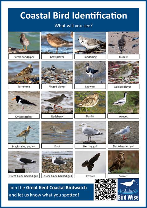 Coastal Bird Identification Sheet | Bird Wise East Kent