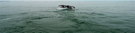 Gray Whale Migration Route | Ocean Futures Society