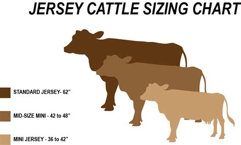 Full vs. Mini Jersey Cattle | Jersey Milk Cow Raw Milk Cheese Recipe ...